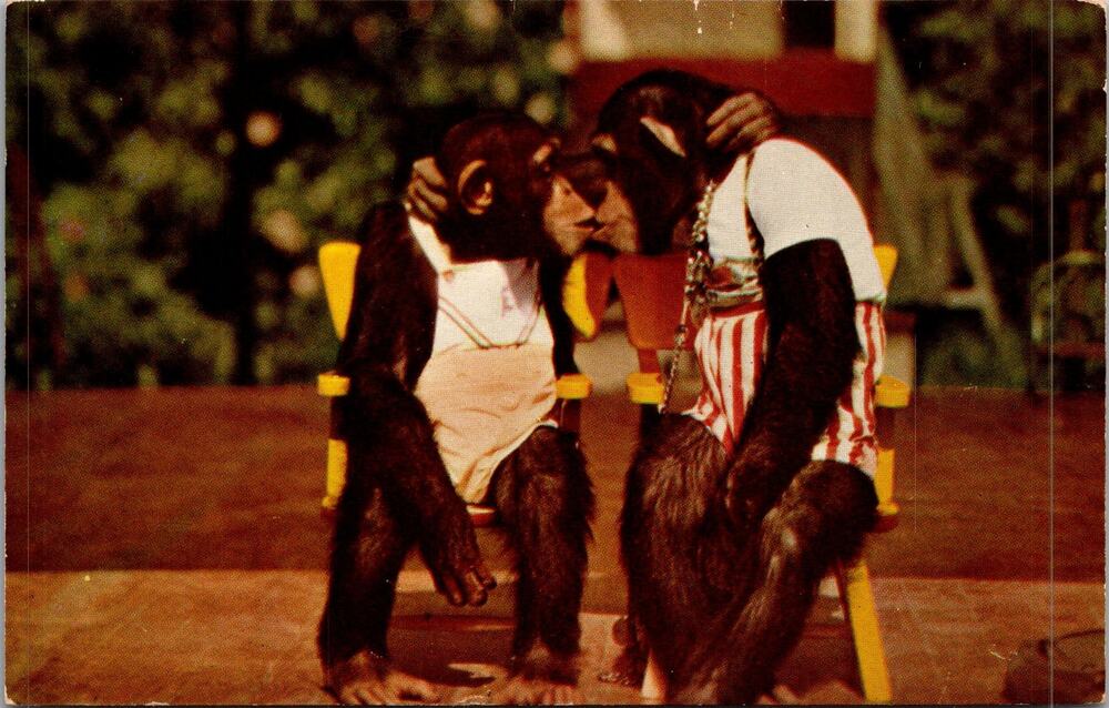 Adorable Monkey Lovers Kissing Vintage Postcard SP17-25
